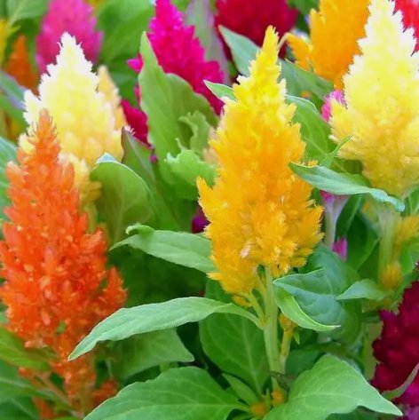 Pampas Plume Mix Celosia Vegetable Heirloom 50 Seeds for Garden Planting