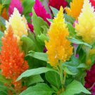 Pampas Plume Mix Celosia Vegetable Heirloom 50 Seeds for Garden Planting Pampas Plume Mix Celosia Vegetable Heirloom 50 Seeds for Garden Planting