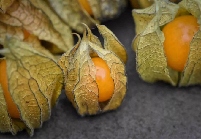 Physalis Peruviana Golden Ground Cherry Vegetable Heirloom 50 Seeds for Garden Planting