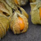 Physalis Peruviana Golden Ground Cherry Vegetable Heirloom 50 Seeds for Garden Planting