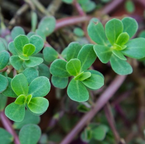 Green Purslane Non Gmo Vegetable Heirloom 2000 Seeds for Garden Planting