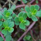 Green Purslane Non Gmo Vegetable Heirloom 2000 Seeds for Garden Planting