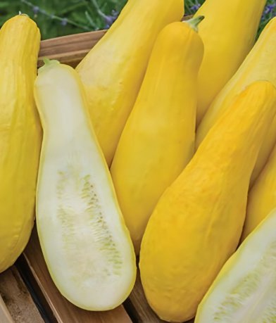 Straightneck Squash Non Gmo Yellow Squash Vegetable Heirloom 25 Seeds for Garden Planting