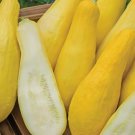 Straightneck Squash Non Gmo Yellow Squash Vegetable Heirloom 25 Seeds for Garden Planting