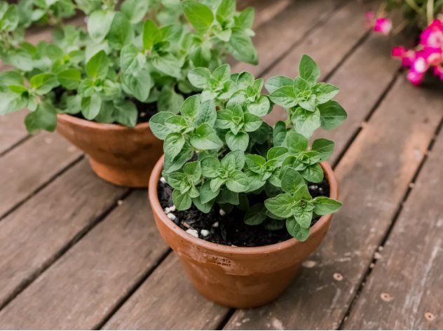 Italian Oregano Non Gmo Vegetable Heirloom 250 Seeds for Garden Planting