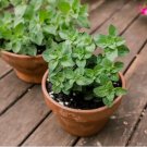 Italian Oregano Non Gmo Vegetable Heirloom 250 Seeds for Garden Planting