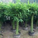 Buddha Belly Bamboo Bambusa ventricosa Non Gmo Vegetable Heirloom 50 Seeds for Garden Planting Buddha Belly Bamboo Bambusa ventricosa Non Gmo Vegetable Heirloom 50 Seeds for Garden Planting