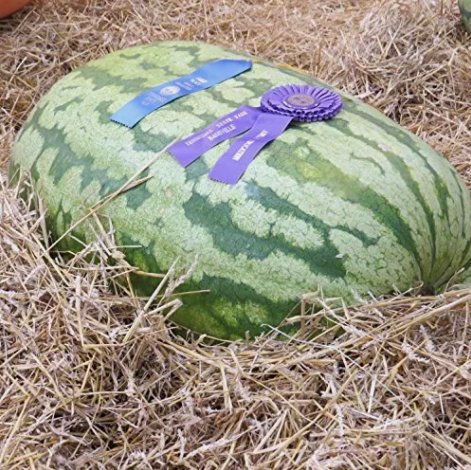 Carolina Cross Watermelon Non Gmo Vegetable Heirloom 5 Seeds for Garden Planting