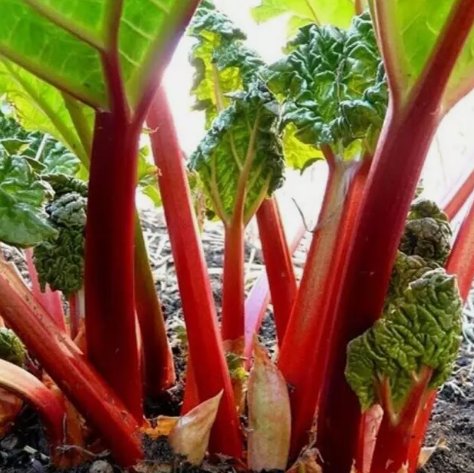 Rhubarb Victoria Non Gmo Vegetable Heirloom 20 Seeds for Garden Planting