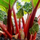 Rhubarb Victoria Non Gmo Vegetable Heirloom 20 Seeds for Garden Planting