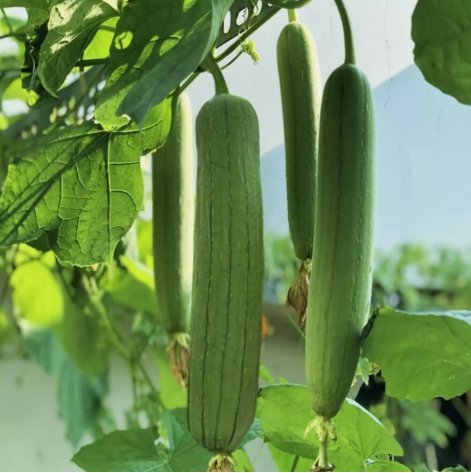 Luffa Chubby Pier Gourd Non Gmo Vegetable Heirloom 30 Seeds for Garden Planting