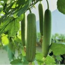Luffa Chubby Pier Gourd Non Gmo Vegetable Heirloom 30 Seeds for Garden Planting
