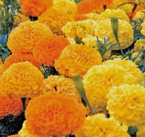 4" African Marigold Tagetes erecta Non Gmo Vegetable Heirloom 50 Seeds for Garden Planting