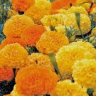 4" African Marigold Tagetes erecta Non Gmo Vegetable Heirloom 50 Seeds for Garden Planting