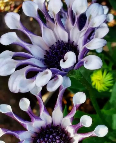 Osteospermum Mix Spider Daisy Cool Flowers Non Gmo Vegetable Heirloom 20 Seeds for Garden Planting
