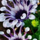 Osteospermum Mix Spider Daisy Cool Flowers Non Gmo Vegetable Heirloom 20 Seeds for Garden Planting