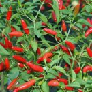 Pequin Chili Pepper Non Gmo Vegetable Heirloom 50 Seeds for Garden Planting
