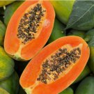 Red Heart Creamy Papaya Vegetable Heirloom 50 Seeds for Garden Planting