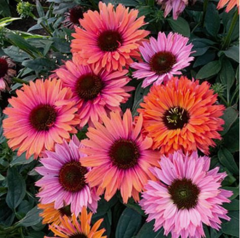 Sunseeker Rainbow Coneflower Vegetable Heirloom 50 Seeds for Garden Planting