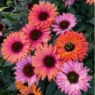Sunseeker Rainbow Coneflower Vegetable Heirloom 50 Seeds for Garden Planting
