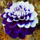 Rare Beautiful Purple Royal Dahlia Flowers Vegetable Heirloom 20 Seeds for Garden Planting