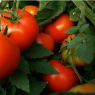 Abe Lincoln Tomato Non Gmo Vegetable Heirloom 30 Seeds for Garden Planting