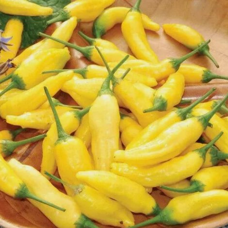 Lemon Drop Aji Pepper Non Gmo Vegetable Heirloom 20 Seeds for Garden Planting