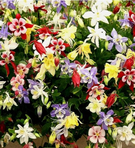 Columbine Mckana Giants Spring Mix Flower Vegetable Heirloom 400 Seeds for Garden Planting