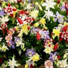 Columbine Mckana Giants Spring Mix Flower Vegetable Heirloom 400 Seeds for Garden Planting