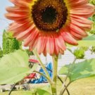 Pink Sunflowers Rare Non Gmo Vegetable Heirloom 30 Seeds for Garden Planting