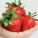 Giant Strawberry Fruit Non Gmo Vegetable Heirloom 50 Seeds for Garden Planting