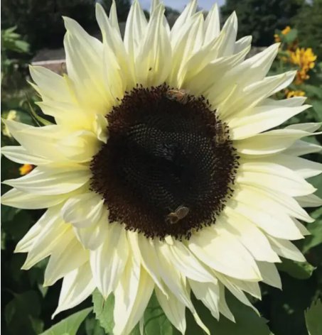 Italian White Sunflower Annual Flower&Acirc;&nbsp;Vegetable Heirloom 50 Seeds for Garden Planting