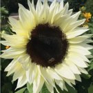 Italian White Sunflower Annual Flower Vegetable Heirloom 50 Seeds for Garden Planting