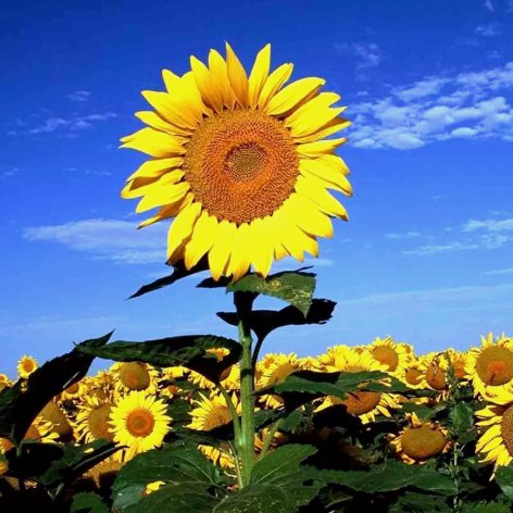 Striped Super Tall Sunflower Vegetable Heirloom 25 Seeds for Garden Planting