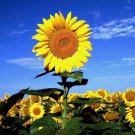 Striped Super Tall Sunflower Vegetable Heirloom 25 Seeds for Garden Planting