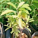 Ashwaganda Herb Indian Ginseng Vegetable Heirloom 50 Seeds for Garden Planting