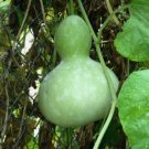 Birdhouse Gourd Vegetable Heirloom 10 Seeds for Garden Planting