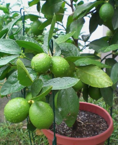 Kaffir Lime Tree Vegetable Heirloom 10 Seeds for Garden Planting