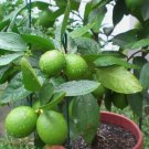 Kaffir Lime Tree Vegetable Heirloom 10 Seeds for Garden Planting