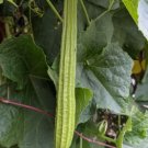 Ridged Gourd Chinese Okra  Vegetable Heirloom 10 Seeds for Garden Planting