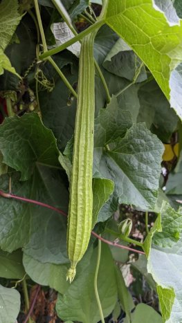 Ridged Gourd Chinese Okra  Vegetable Heirloom 10 Seeds for Garden Planting