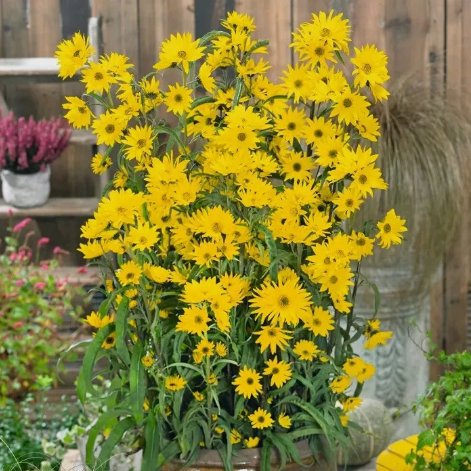 Maximilian Sunflower Non Gmo Vegetable Heirloom 1000 Seeds for Garden Planting