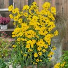 Maximilian Sunflower Non Gmo Vegetable Heirloom 1000 Seeds for Garden Planting