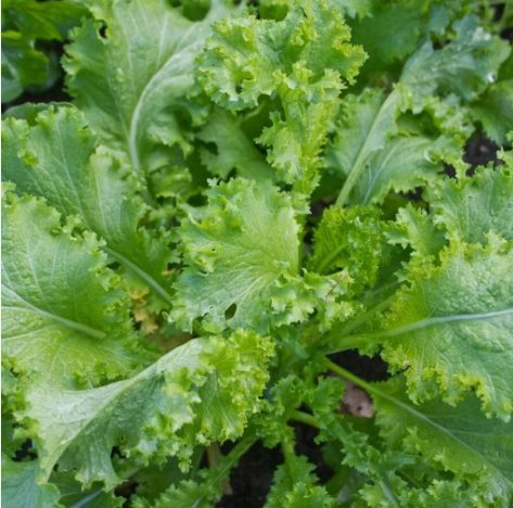 Southern Giant Curled Mustard Non Gmo Vegetable Heirloom 250 Seeds for Garden Planting