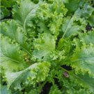 Southern Giant Curled Mustard Non Gmo Vegetable Heirloom 250 Seeds for Garden Planting