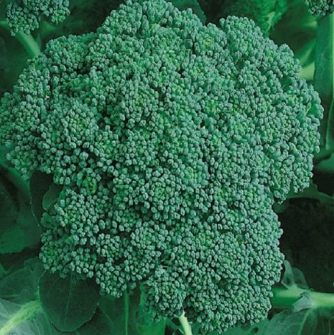 Organic Calabrese Broccoli Non Gmo Vegetable Heirloom 50 Seeds for Garden Planting