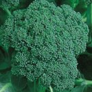 Organic Calabrese Broccoli Non Gmo Vegetable Heirloom 50 Seeds for Garden Planting