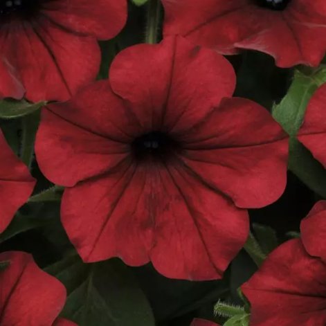 &Acirc;&nbsp;Tidal Wave Red Velour Non Gmo Vegetable Heirloom 20 Seeds for Garden Planting