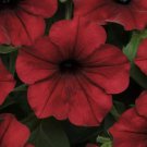  Tidal Wave Red Velour Non Gmo Vegetable Heirloom 20 Seeds for Garden Planting