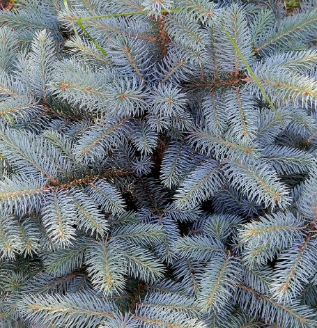 Blue Spruce Christmas Trees Non Gmo Vegetable Heirloom 50 Seeds for Garden Planting